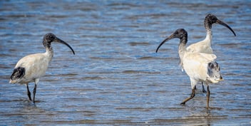 Satellite-tracking of waterbirds by CSIRO researchers is providing key information that is helping to better manage wetlands and water.