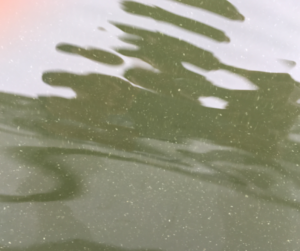 Presence of Algae in Grahamstown Dam near Raw Water Offtake Area
