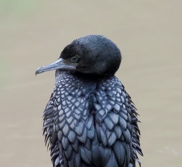 merri-creek-little-black-cormorant