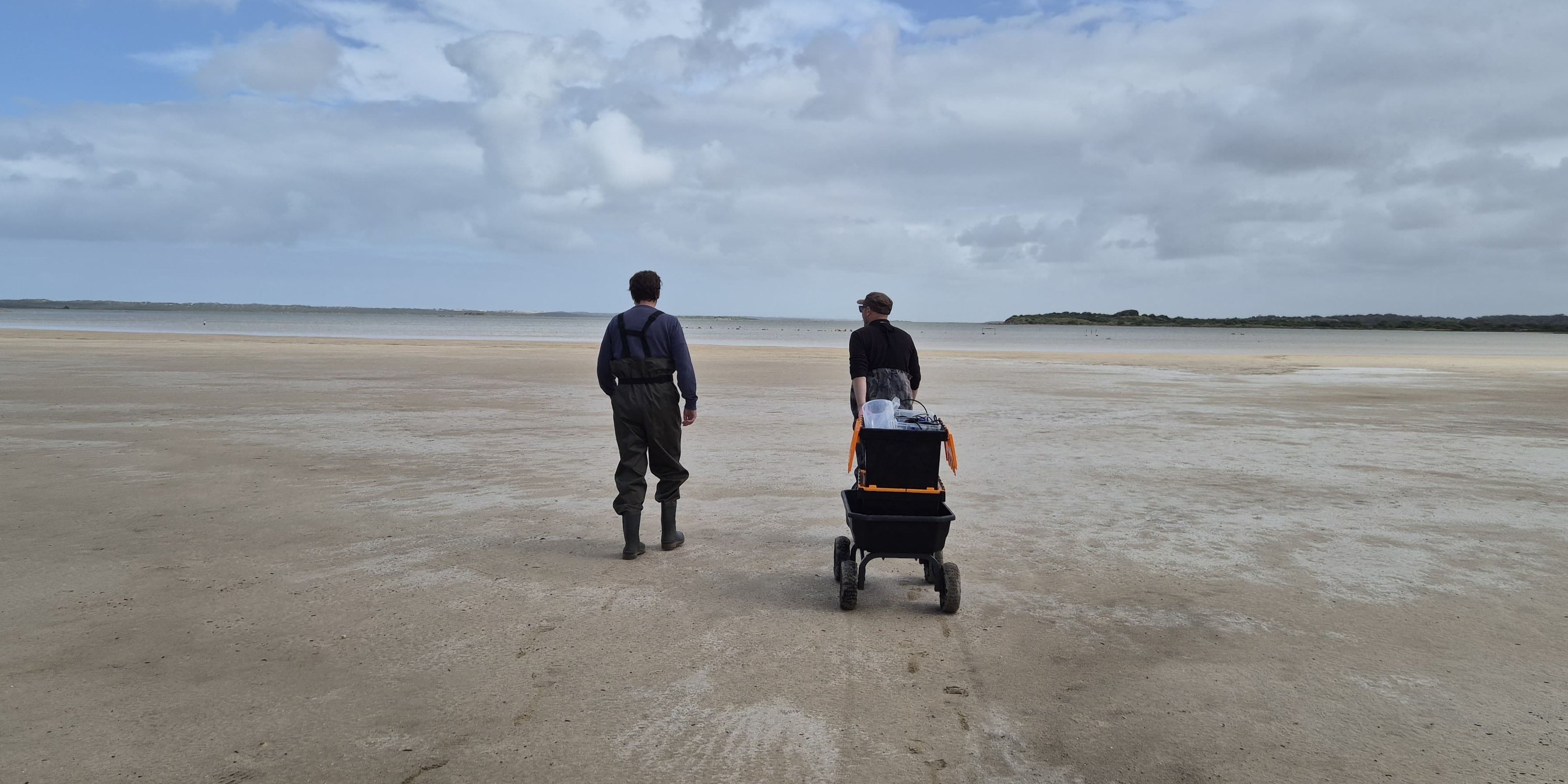 Coorong research are examining changing harmful algal bloom risk.