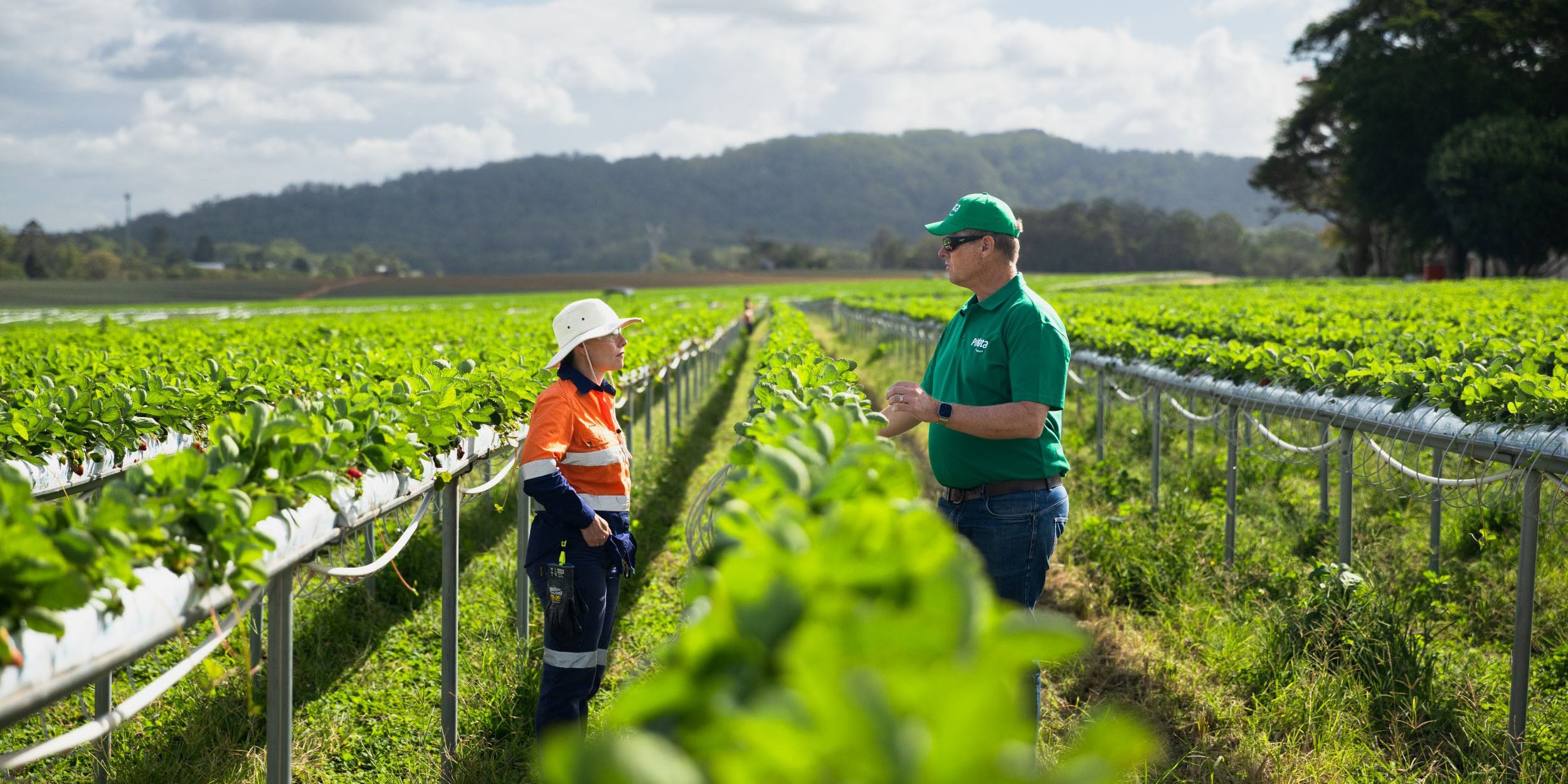Wamuran growers invited to connect to recycled water scheme.