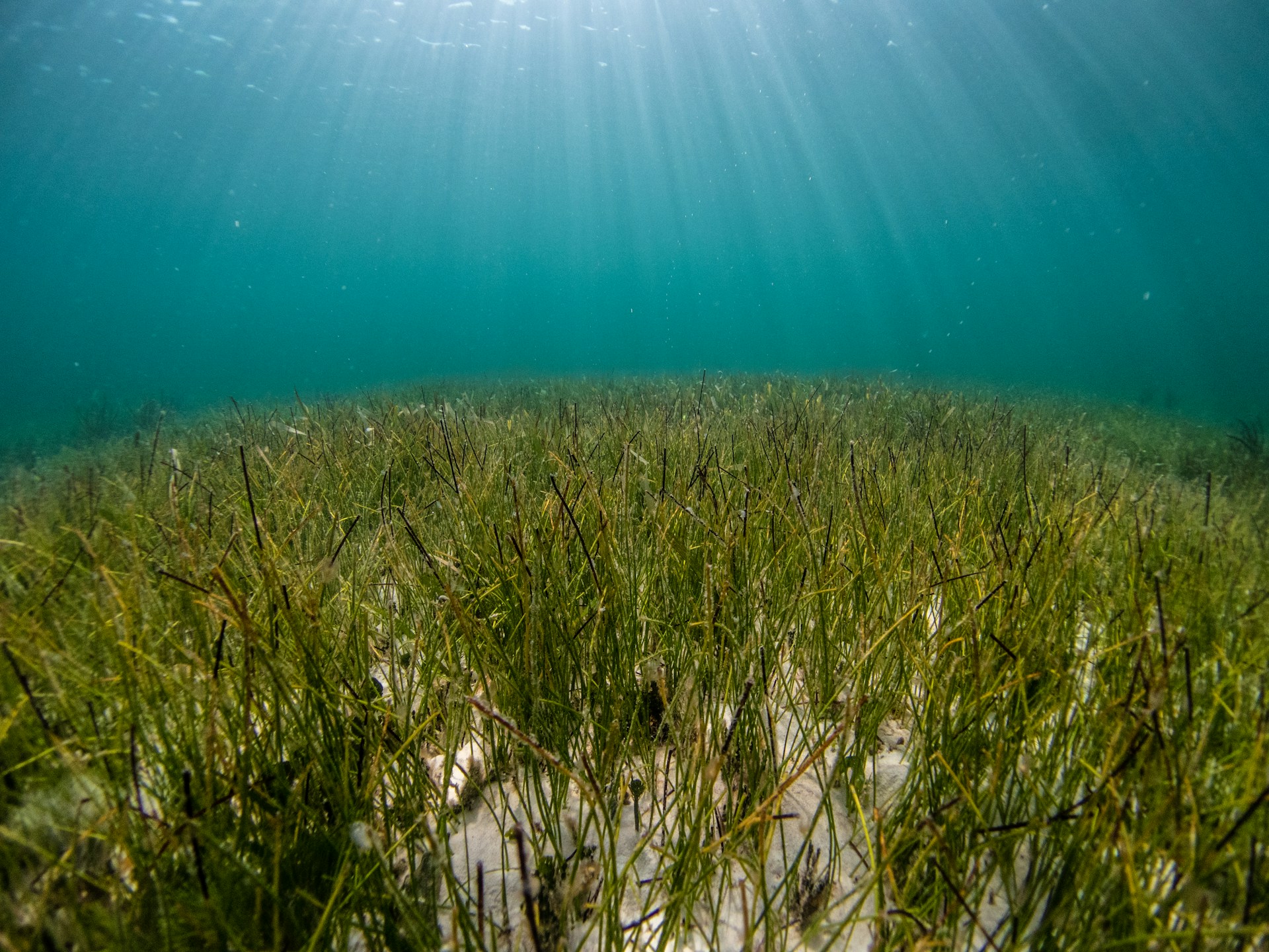 Seagrass