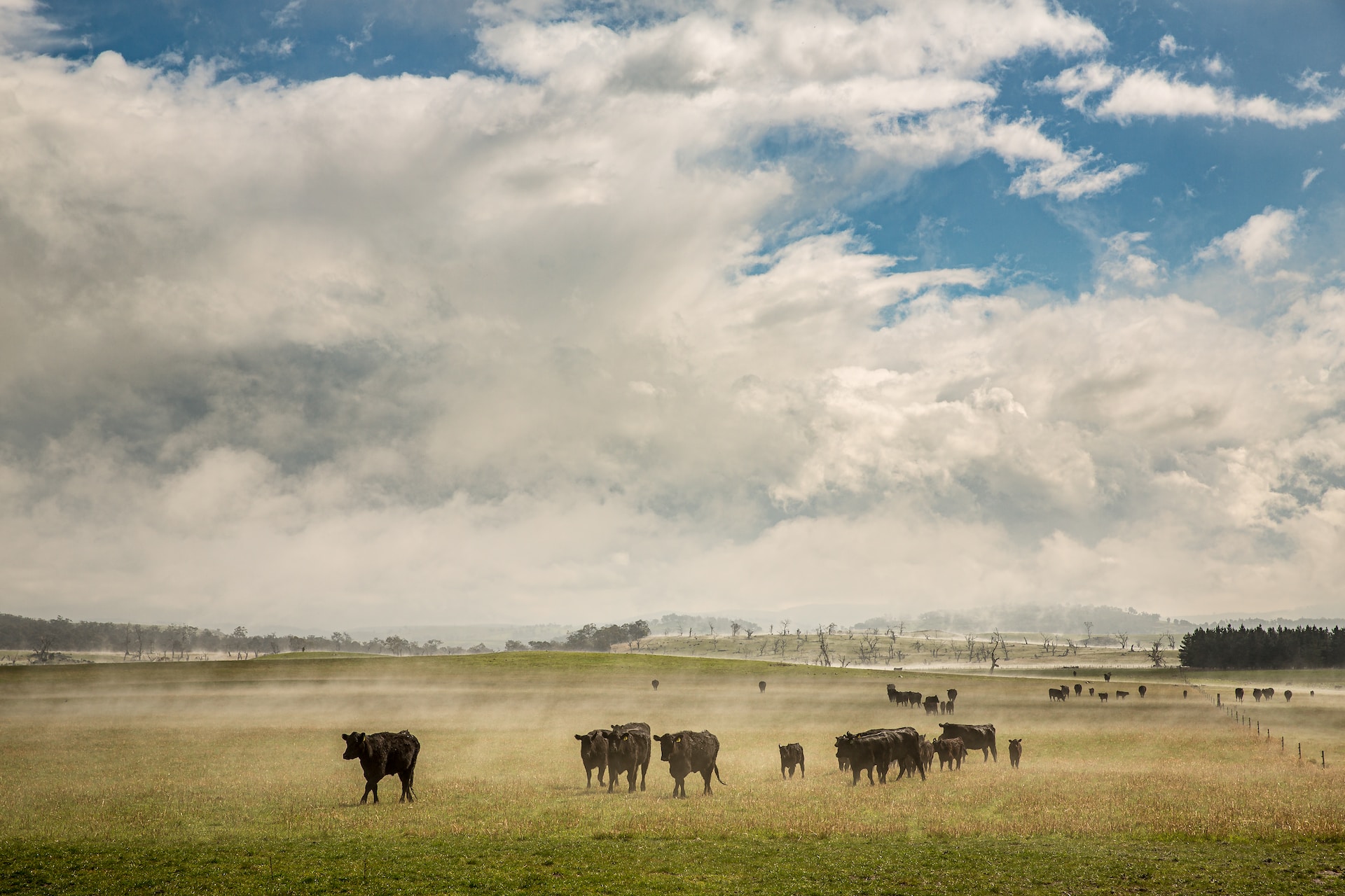 The red meat processing sector plays a vital role in Australia’s economy